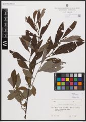 Salix bebbiana Sarg.